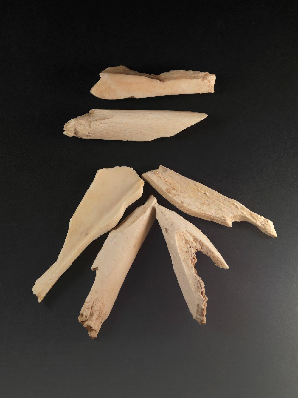 Mittelpaläolithikum, Steinzeit, Tierknochen, Wolfsberghöhle, Grampersdorf